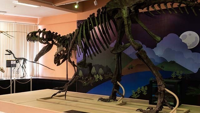 Museo de Historia Natural