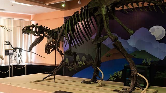 Museo de Historia Natural