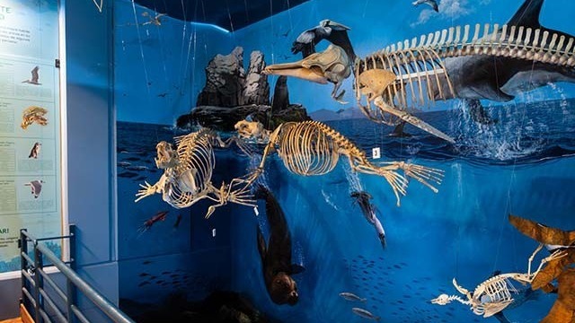 MUSEO DE HISTORIA NATURAL UNIVERSIDAD RICARDO PALMA