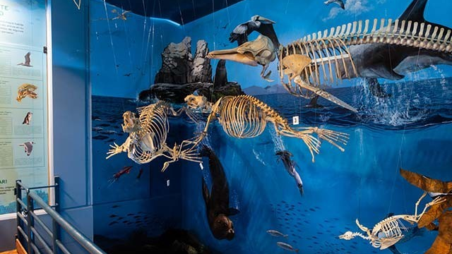 MUSEO DE HISTORIA NATURAL UNIVERSIDAD RICARDO PALMA